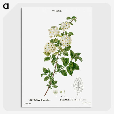 1-59_Treatise-on-Trees-and-Shrubs_picture-crop