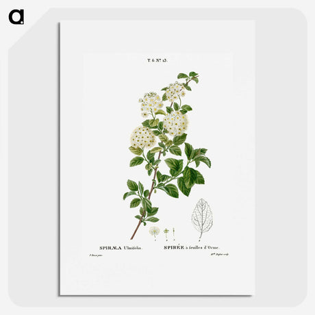1-59_Treatise-on-Trees-and-Shrubs_picture