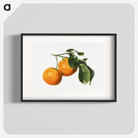 1-59_USDA-Watercolor-Fruit-Painting-Collection_blk