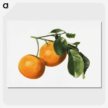 1-59_USDA-Watercolor-Fruit-Painting-Collection_picture-crop