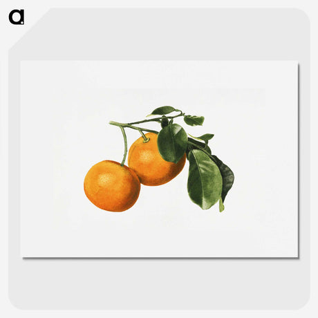 1-59_USDA-Watercolor-Fruit-Painting-Collection_picture