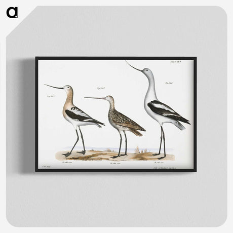1-59_Zoology-of-New-York_blk-crop