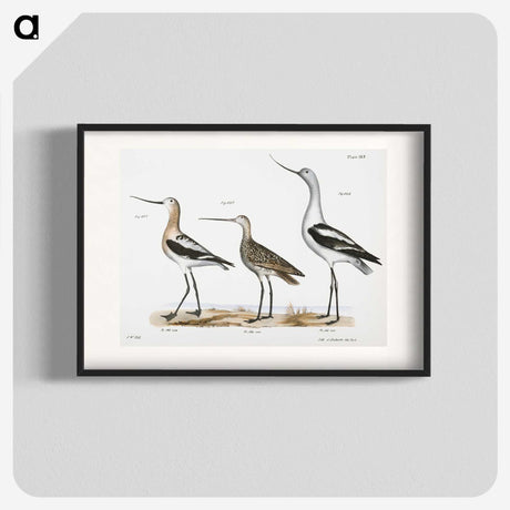 1-59_Zoology-of-New-York_blk
