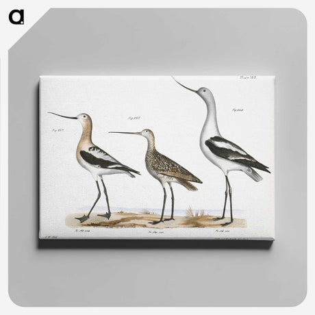 1-59_Zoology-of-New-York_canvas