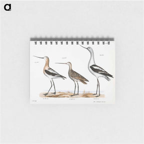 アートメモ帳-American Avoset (Recurvirostra americana) - ニューヨークの動物学 Memo.