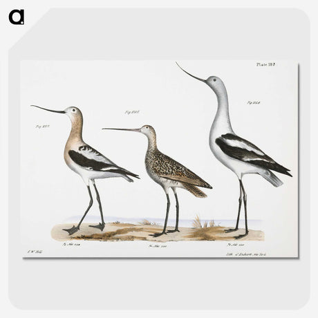 1-59_Zoology-of-New-York_picture-crop