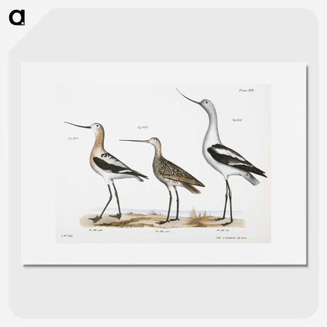 1-59_Zoology-of-New-York_picture