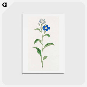 アートポストカード-Hotarugusa - 19世紀の日本の花 Postcard.