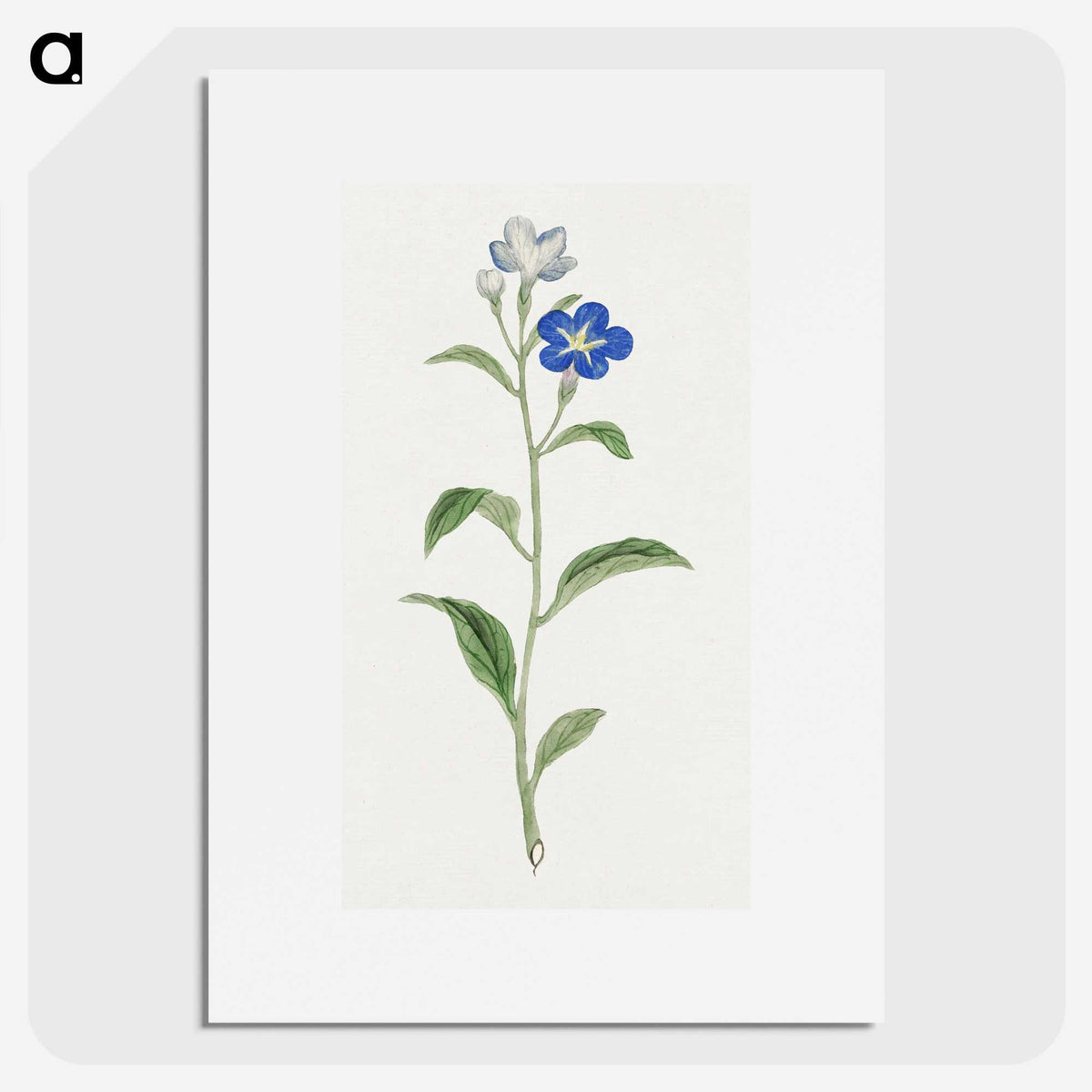 1-5_19th-Century-Japanese-Flowers_picture