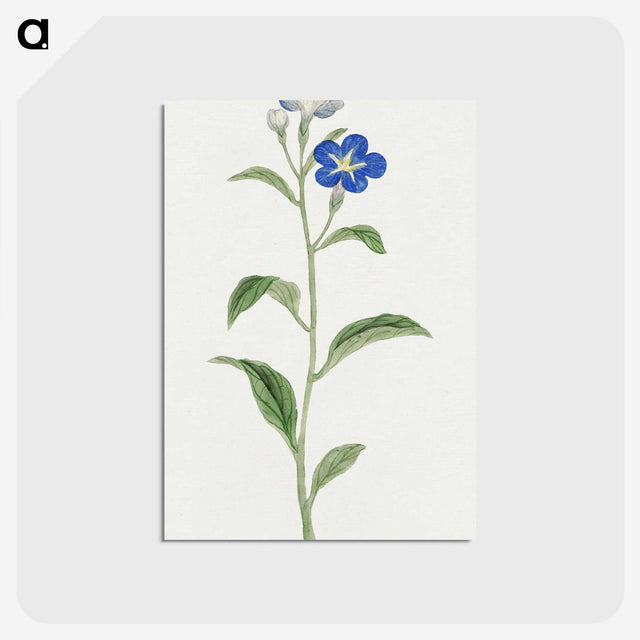 1-5_19th-Century-Japanese-Flowers_postcard