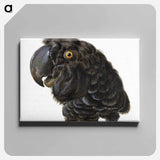 Head of a Cockatoo - アールト シューマン Canvas.