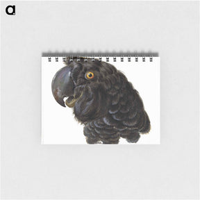 アートメモ帳-Head of a Cockatoo - アールト シューマン Memo.