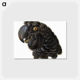 アートポストカード-Head of a Cockatoo - アールト シューマン Postcard.