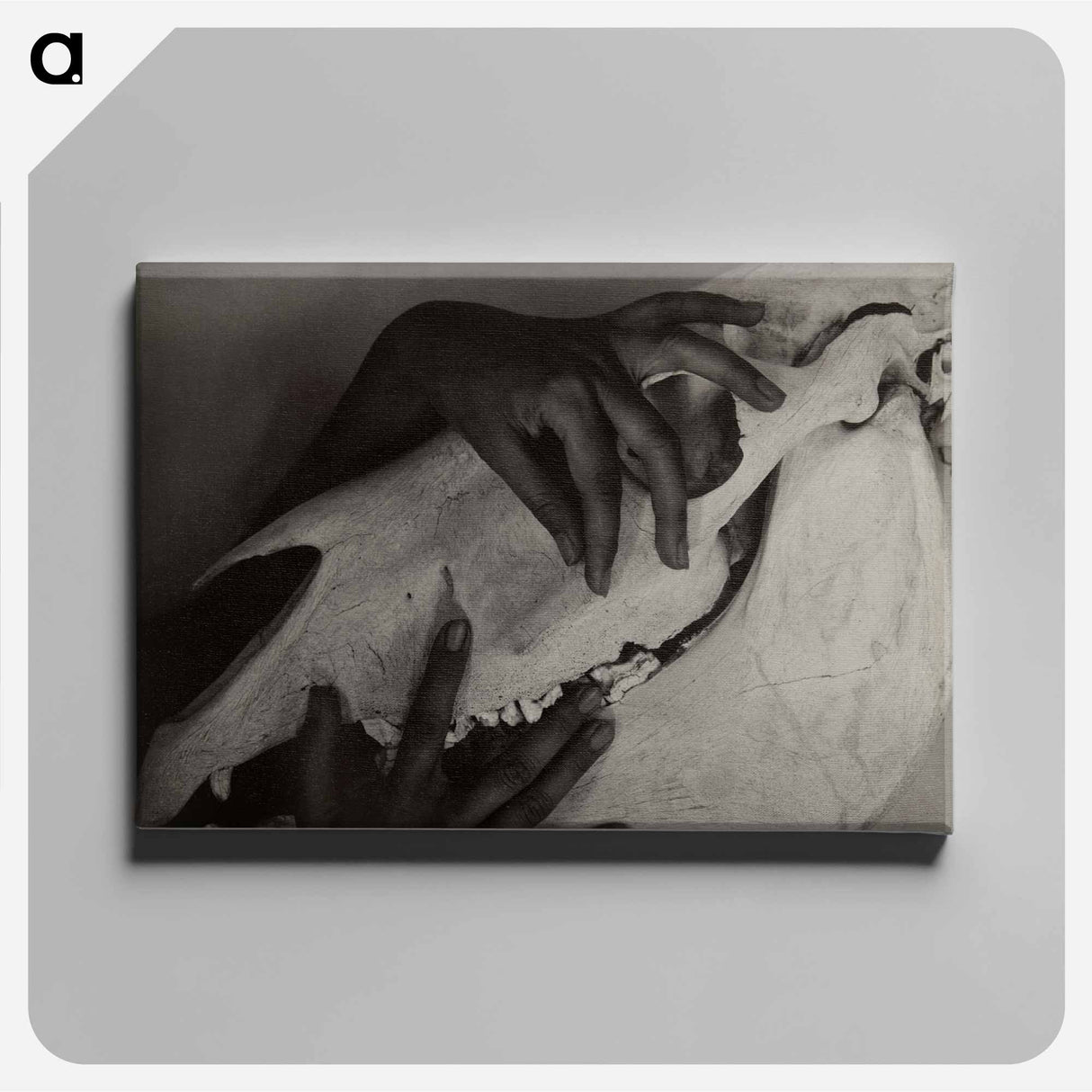 Hands and Horse Skull - アルフレッド スティーグリッツ Canvas.