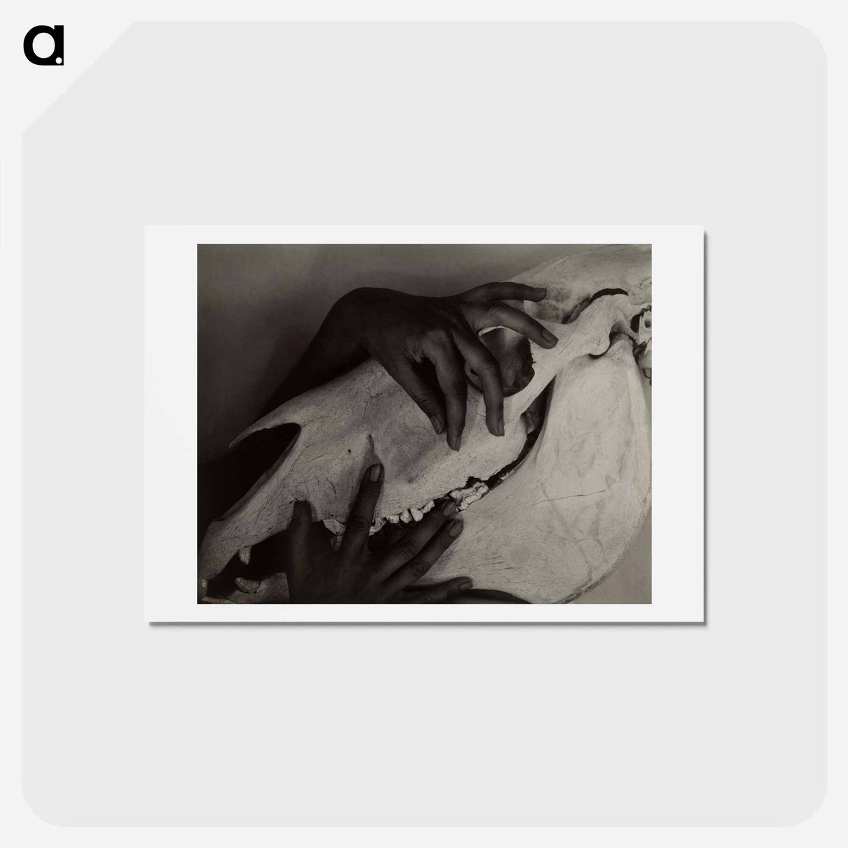 アートポストカード-Hands and Horse Skull - アルフレッド スティーグリッツ Postcard.