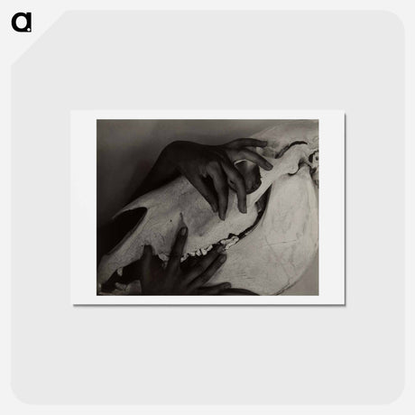アートポストカード-Hands and Horse Skull - アルフレッド スティーグリッツ Postcard.