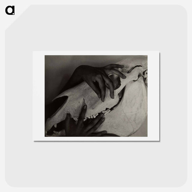 アートポストカード-Hands and Horse Skull - アルフレッド スティーグリッツ Postcard.