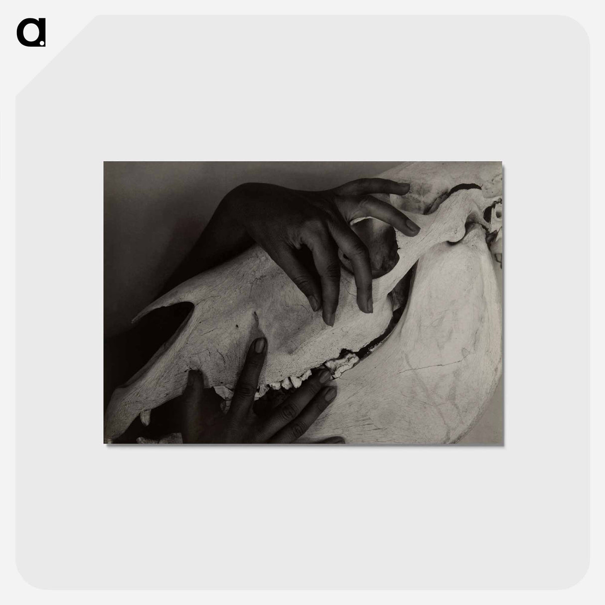 アートポストカード-Hands and Horse Skull - アルフレッド スティーグリッツ Postcard.