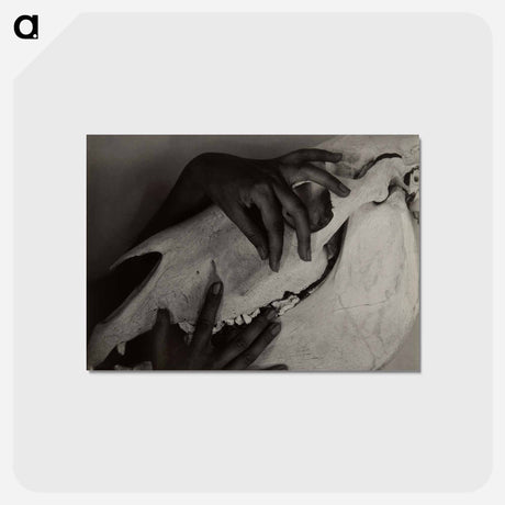 アートポストカード-Hands and Horse Skull - アルフレッド スティーグリッツ Postcard.