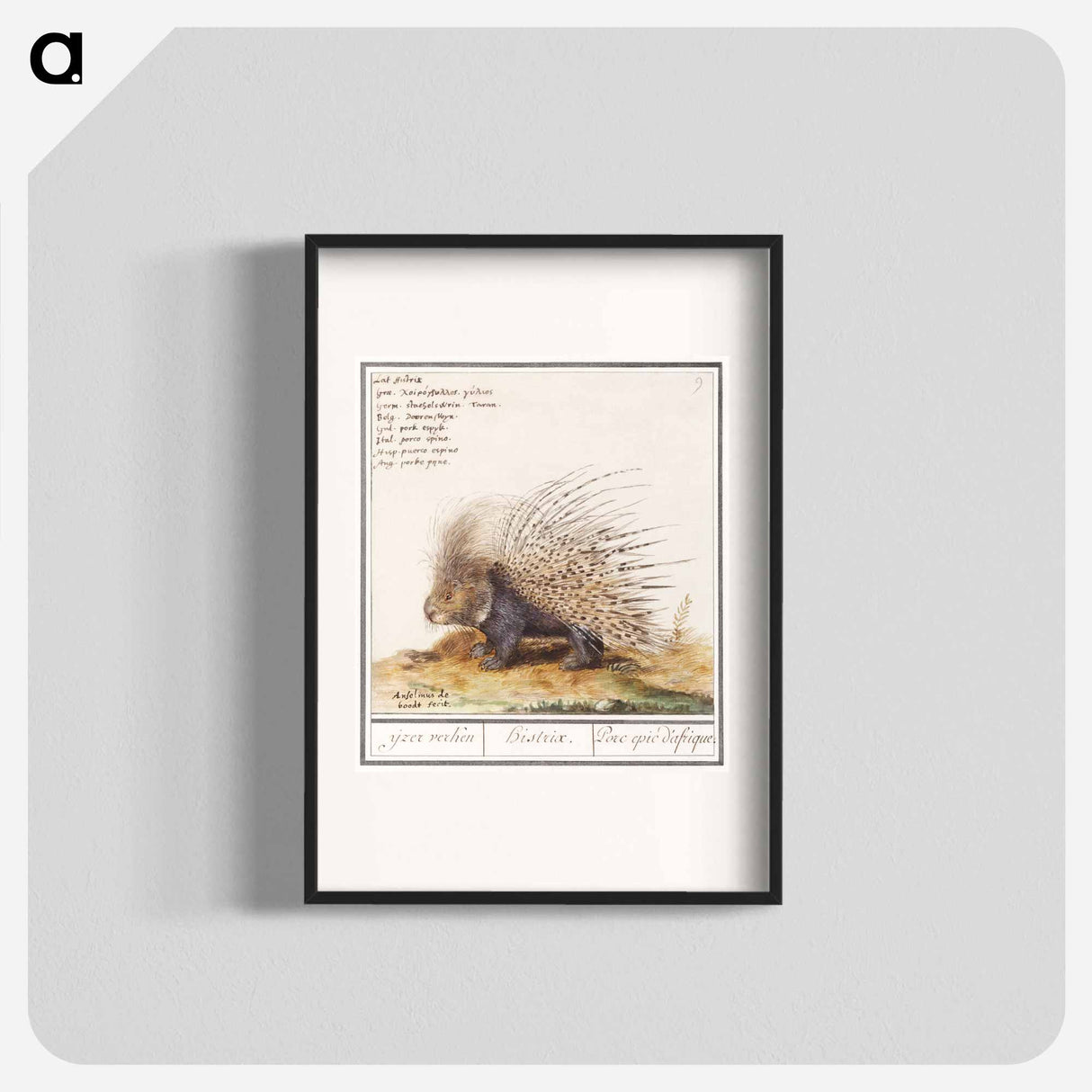 Crested Porcupine - アンセルムス ボエティウス デ ブート Poster.