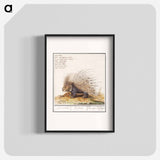 Crested Porcupine - アンセルムス ボエティウス デ ブート Poster.