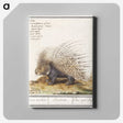 1-5_Anselmus-Boetius-de-Boodt_canvas