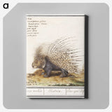 1-5_Anselmus-Boetius-de-Boodt_canvas