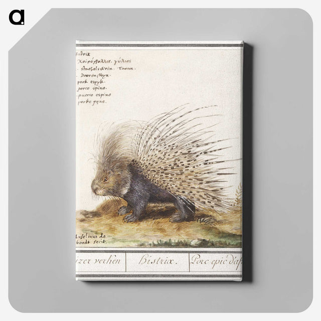 1-5_Anselmus-Boetius-de-Boodt_canvas