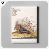 Crested Porcupine - アンセルムス ボエティウス デ ブート Canvas.