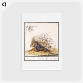 アートポストカード-Crested Porcupine - アンセルムス ボエティウス デ ブート Postcard.