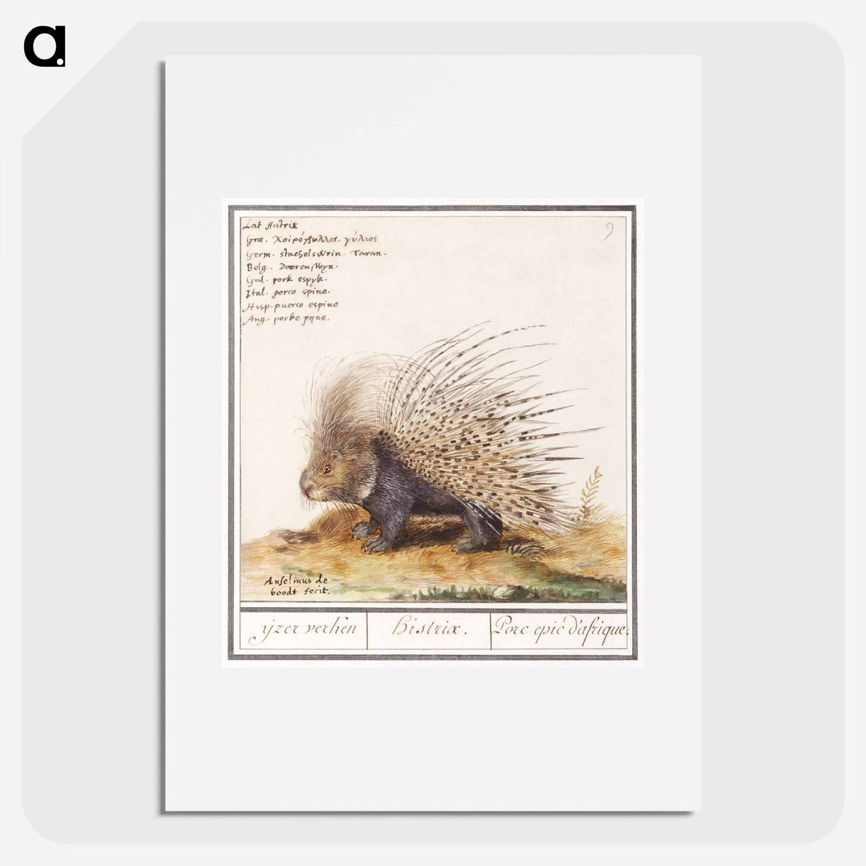 Crested Porcupine - アンセルムス ボエティウス デ ブート Poster.