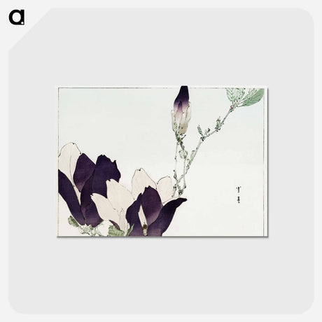 アートポストカード-Purple Magnolia
 - 美術世界 Postcard.