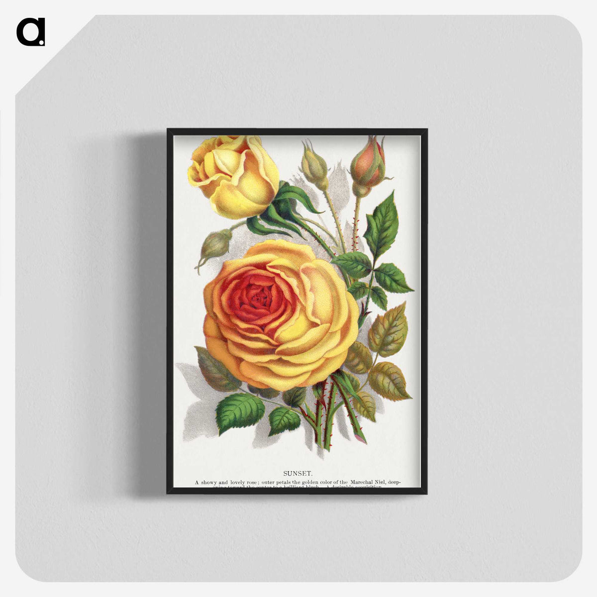 1-5_Botanical-Specimen-Plates_blk-crop
