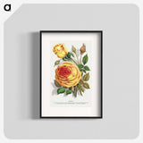 1-5_Botanical-Specimen-Plates_blk