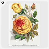 1-5_Botanical-Specimen-Plates_picture-crop