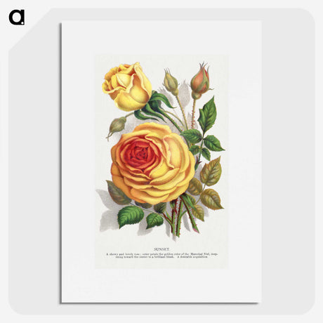 1-5_Botanical-Specimen-Plates_picture