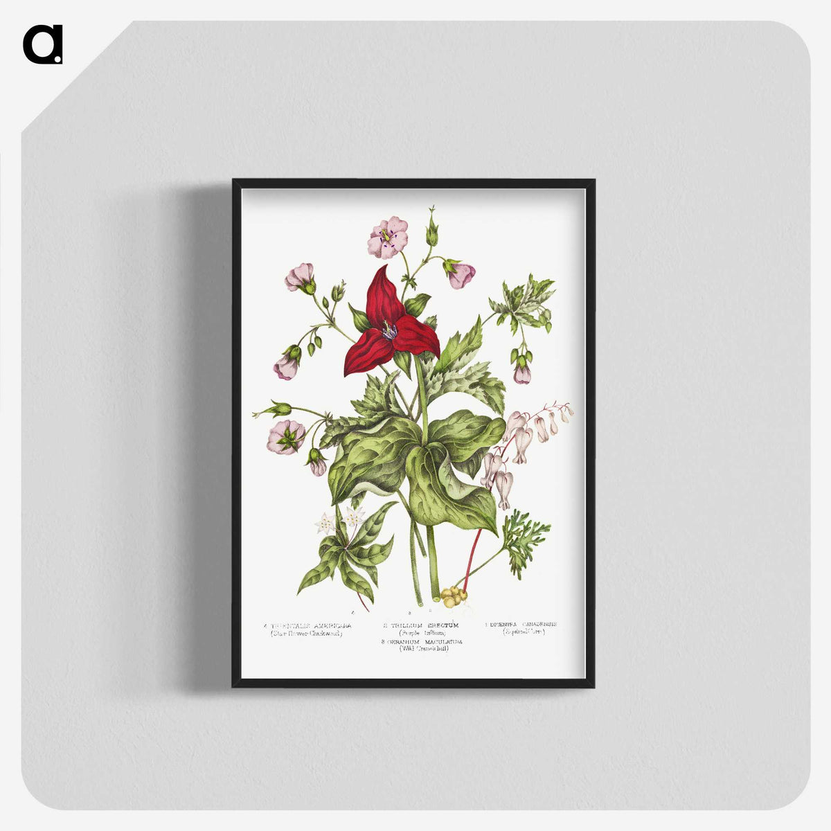 1-5_Canadian-Wild-Flowers_blk-crop
