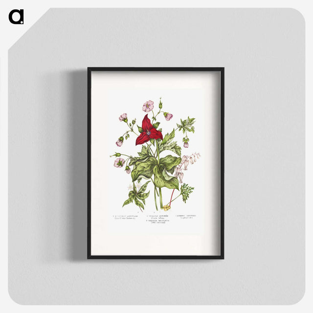 1-5_Canadian-Wild-Flowers_blk