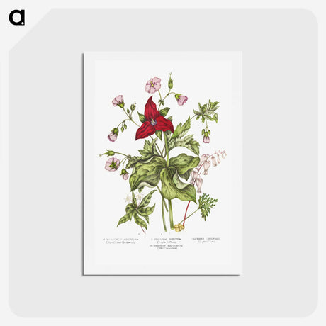 1-5_Canadian-Wild-Flowers_hagaki