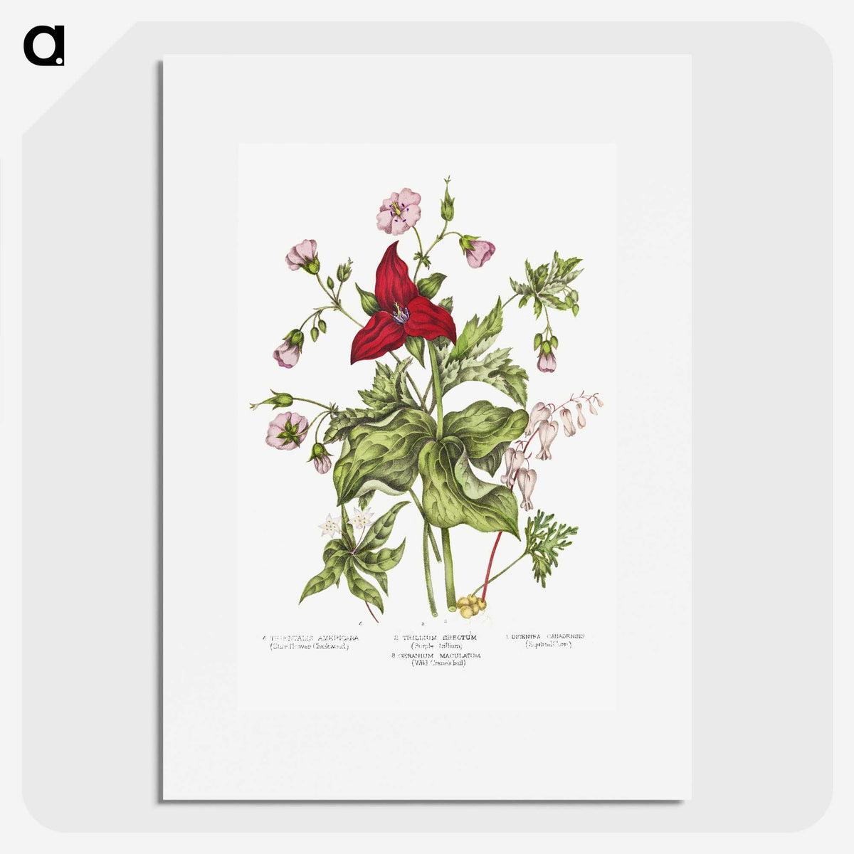 1-5_Canadian-Wild-Flowers_picture
