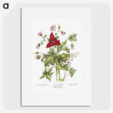 1-5_Canadian-Wild-Flowers_picture