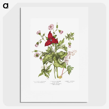 1-5_Canadian-Wild-Flowers_picture