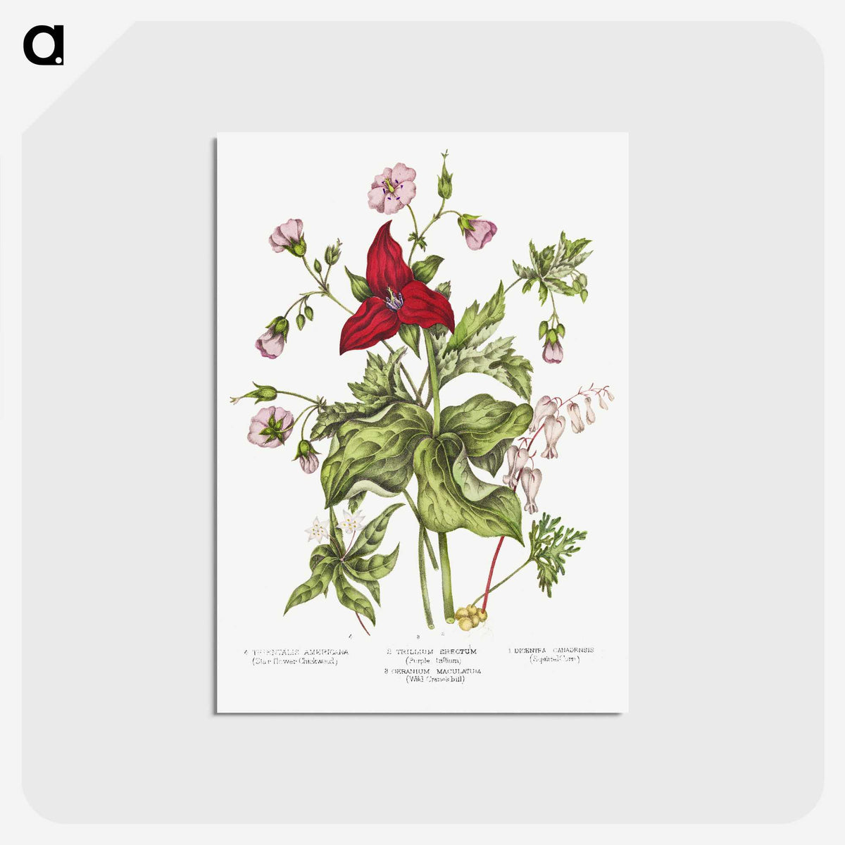 1-5_Canadian-Wild-Flowers_postcard