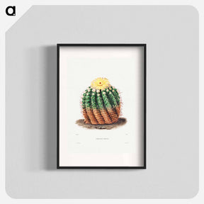 アートポスター-Golden Barrel Cactus
 - シャルル アントワーヌ ルメール Poster.