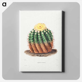 アートパネル-Golden Barrel Cactus
 - シャルル アントワーヌ ルメール Canvas.