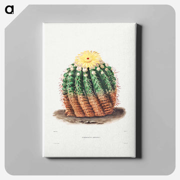 Golden Barrel Cactus
 - シャルル アントワーヌ ルメール Canvas.