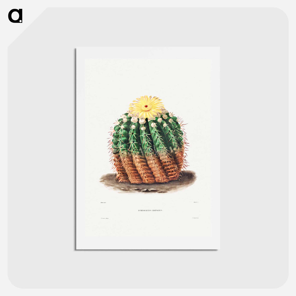 アートポストカード-Golden Barrel Cactus
 - シャルル アントワーヌ ルメール Postcard.
