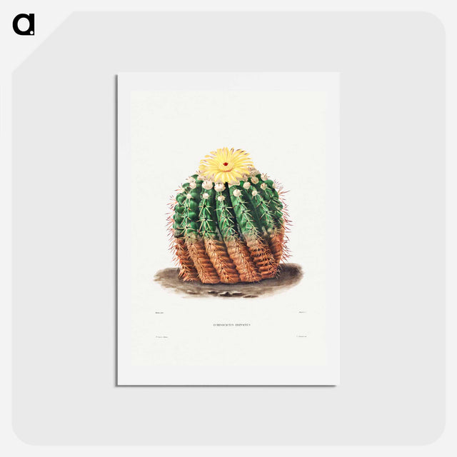 アートポストカード-Golden Barrel Cactus
 - シャルル アントワーヌ ルメール Postcard.