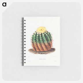 アートメモ帳-Golden Barrel Cactus
 - シャルル アントワーヌ ルメール Memo.