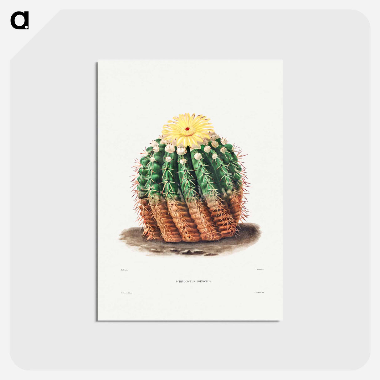 アートポストカード-Golden Barrel Cactus
 - シャルル アントワーヌ ルメール Postcard.